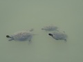 202503_KaohsiungLotusteich-033